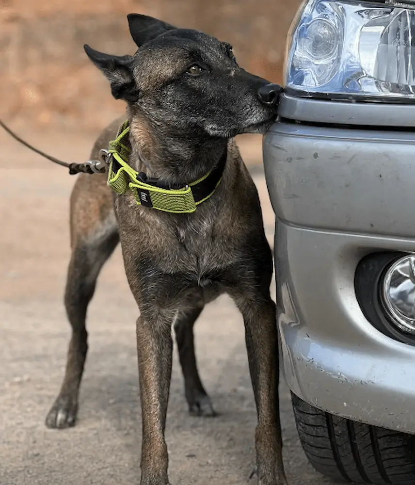 deteccion-sustancias-perros-granada